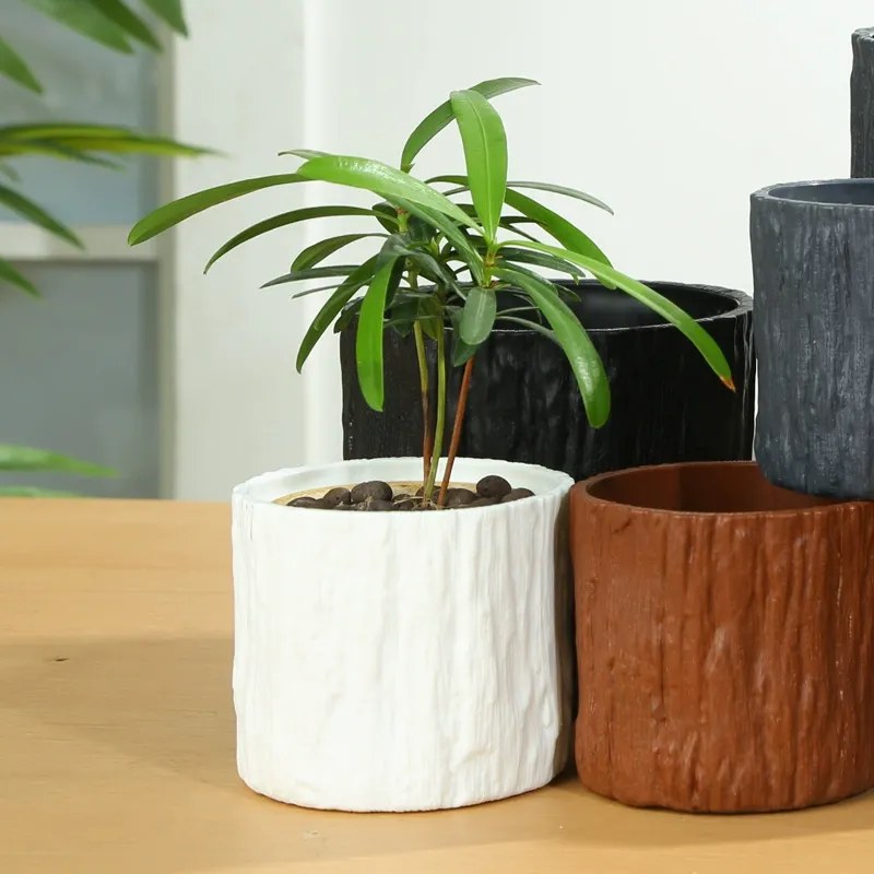 Succulents in clay pots